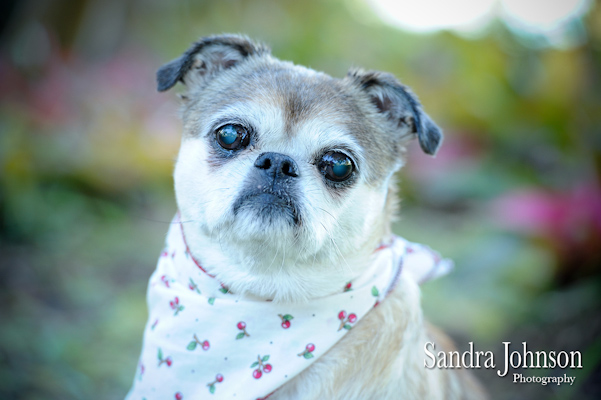 Best Orlando Pet Photographer - Sandra Johnson (SJFoto.com)